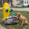 Dog abandoned on street with bag full of toys and heartbreaking note from owner