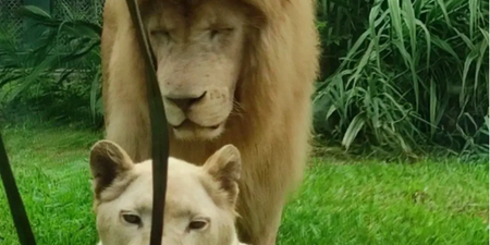 Chinese zookeepers forced to defend lion’s haircut – insist they did not give it ‘bangs’