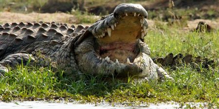 Man has chunks ripped out of his leg after mistaking an alligator for a dog