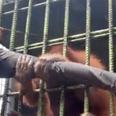 Angry orangutan almost breaks man’s leg grabbing him from inside cage