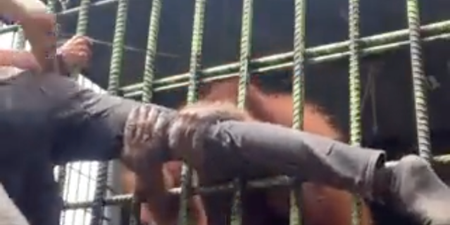 Angry orangutan almost breaks man’s leg grabbing him from inside cage