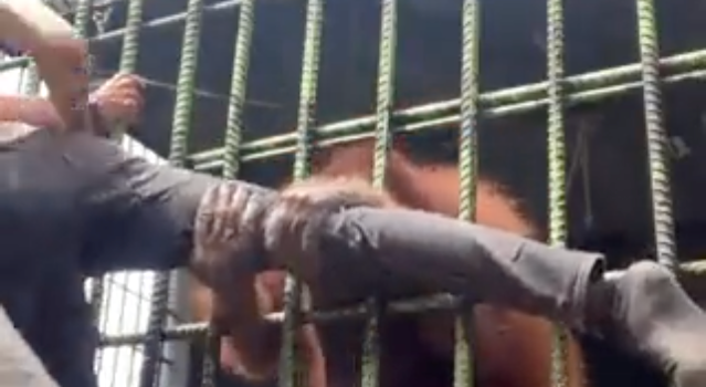 Orangutan nearly breaks man's leg