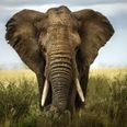 Elephant tramples woman to death then turns up at funeral and attacks her corpse