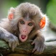 Monkeys given their own versions of Netflix and Spotify to see what happened