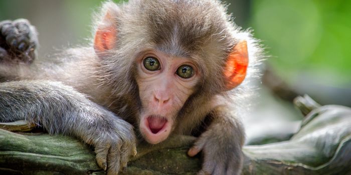 Monkeys given their own versions of Netflix and Spotify to see what happened