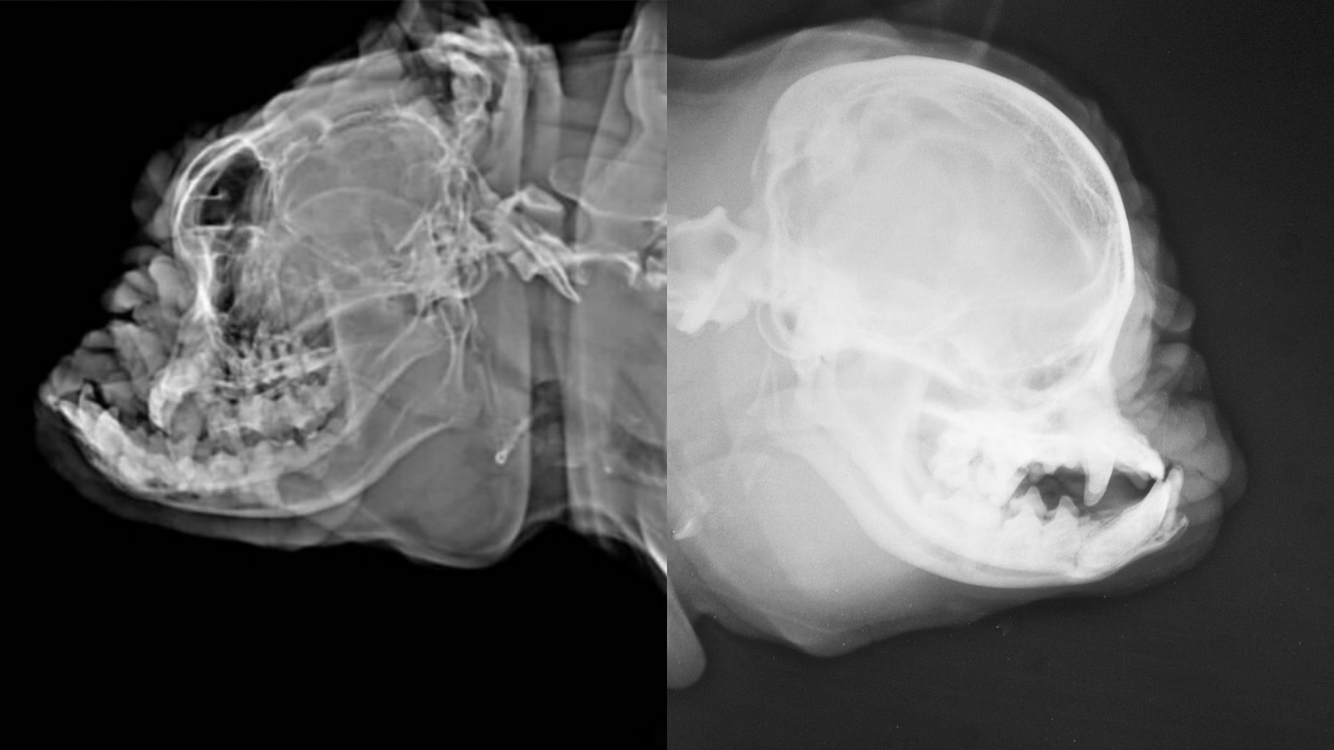 X-ray of bulldog skull