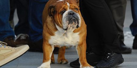 Vets ask people to ‘stop and think’ before buying an English bulldog or flat-faced breed