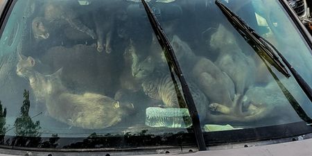 Man found living in his car with 47 cats during sweltering temperatures