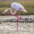 ‘Flamingo test’ reveals your likelihood of dying within 7 years