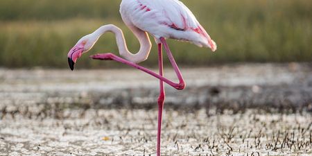 ‘Flamingo test’ reveals your likelihood of dying within 7 years