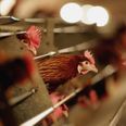 Farm feeding chickens cannabis instead of antibiotics proving popular with organic shoppers