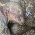 Mummified baby mammoth found almost perfectly preserved in Canada