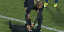 Dog interrupts international football match – insists on belly rubs