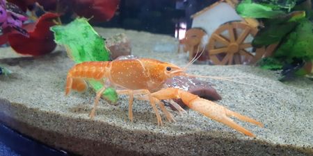 Great Escape: Crayfish removes its own claw to free itself from boiling hot pot in Chinese restaurant