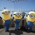 Teens are turning up to watch Minions in suits – and why cinemas have been forced to ban them