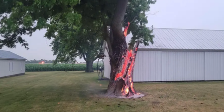 The ‘crazy’ moment a tree burned from the inside out after lightning strike
