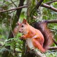 Researchers want to give grey squirrels contraception to stop overpopulation