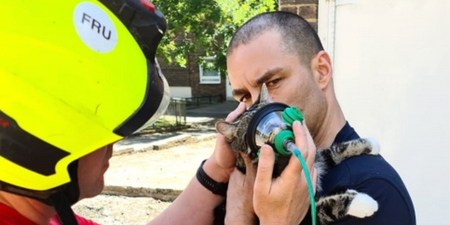 Cat becomes first to be saved after fire fighters start carrying pet oxygen masks