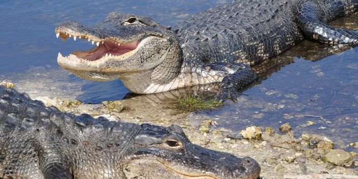 Elderly woman killed by alligators at Florida country club