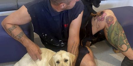 Ten dogs and puppies found ‘half dead’ after being left in vans on a ferry on hottest day of the year
