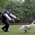 UK Police given swan handling lessons – after years of viral videos showing bungled attempts