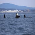 Rare footage of three orcas killing a great shark for its liver, supports popular theory