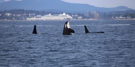 Rare footage of three orcas killing a great shark for its liver, supports popular theory