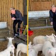 Gordon Ramsay TikTok prompts PETA calls for his kids to ‘disown’ him