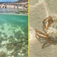 Tourists left ‘squealing’ as thousands of venomous crabs invade UK beach