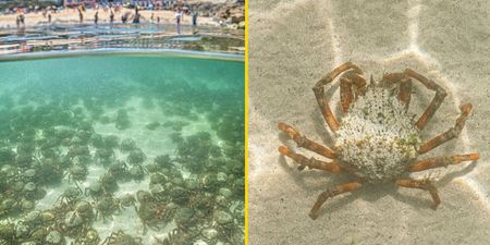 Tourists left ‘squealing’ as thousands of venomous crabs invade UK beach