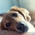 Vet’s heartbreaking plea to owners putting pets to sleep