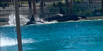 SeaWorld responds after footage showing killer whales attacking each other leaves visitor in tears