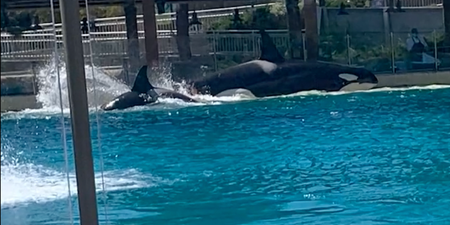 SeaWorld responds after footage showing killer whales attacking each other leaves visitor in tears
