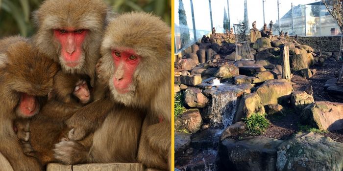 Man in Tasmania may have contracted herpes from monkey enclosure