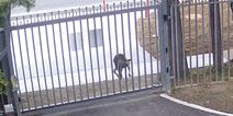 Kangaroo attacks the gates of the Russian embassy in Australia