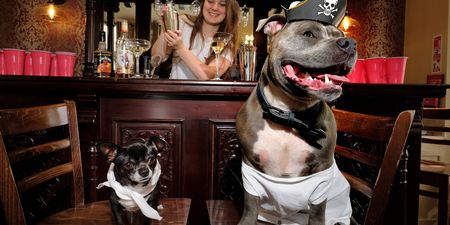 Party planners claim to have created the world’s first stag do… for dogs