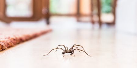 Sex-crazed spiders set to invade UK homes