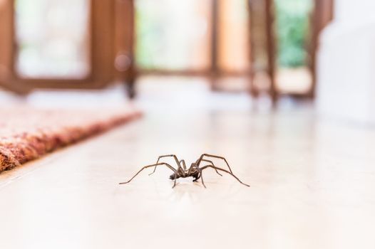 Spiders sent to invade UK homes