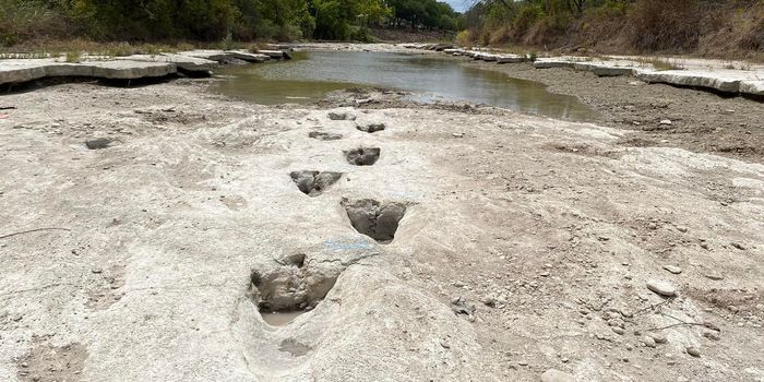 Drought conditions reveal dinosaur tracks