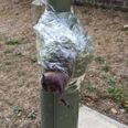 Shocking: Police launch investigation after hedgehog is found taped to a lamppost