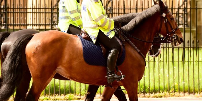Stock image of police horse