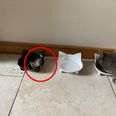 ‘Pacifist’ cat brings mouse in to share food with it