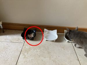 ‘Pacifist’ cat brings mouse in to share food with it