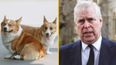 Queen’s beloved corgis will be cared for by Prince Andrew