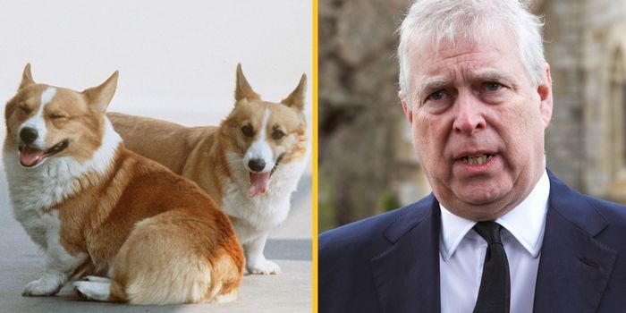 Corgis to be cared for by Prince Andrew