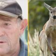 Pet kangaroo killed owner and stood over body stopping paramedics from saving him
