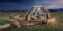 World’s first real sheep-counting sleep experience will showcase ‘the power of a good night’s rest’