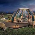 World’s first real sheep-counting sleep experience will showcase ‘the power of a good night’s rest’