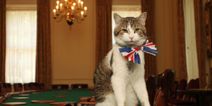Larry the Cat has more Twitter followers than Prime Minister Liz Truss