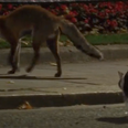 Moment Larry the cat takes on fox outside 10 Downing Street